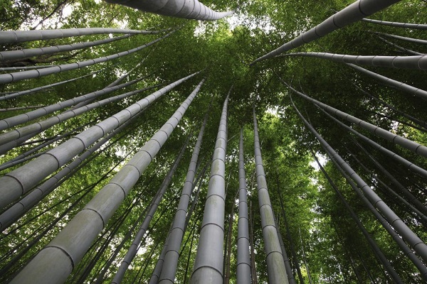 20110826_Moso-bamboo-WEB-1024x683